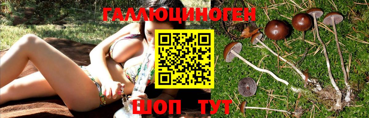 Псилоцибиновые грибы Cubensis Чистополь